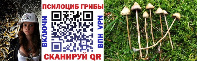 Галлюциногенные грибы Psilocybe  Кедровый 